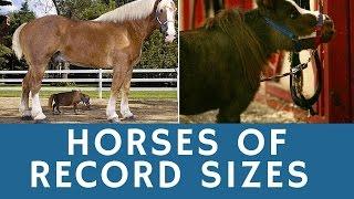 Horses of RECORD sizes: world’s tallest & smallest (cutest) horse