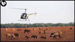 How American Farmers Use Aircraft To Deal With Wild Boars Invading Farms