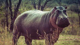 Hippo roams around school premises in Limpopo | NEWS IN A MINUTE