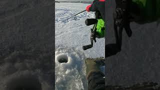 МУДРЫЕ СЛОВА ПРО РЫБАЛКУ ПОДПИШИСЬ #первыйлед2023 #fishing #рыбалка2023 #судакнавибы #лед #щука