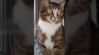 СМЕШНЫЕ КОШКИ, ПРИКОЛЫ С КОШКАМИ, ПОСТОЙ ПОЖАЛУЙСТА 