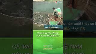 Cá tra tỷ USD của Việt Nam đón tin vui thuế quan từ Mỹ #cátra #xuấtkhẩu | NÔNG NGHIỆP SINH THÁI