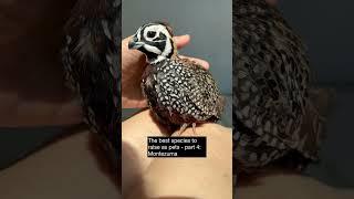 The best quail species to raise as pets - part 4: Montezuma (Mearns') quail