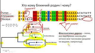 10В: Урок біології №13. Філогенетична систематика.