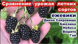 Обзор ЛЕТНИХ сортов ЕЖЕВИКИ созревающих в сезон 2023