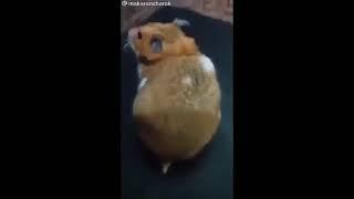 Hamster burp meme