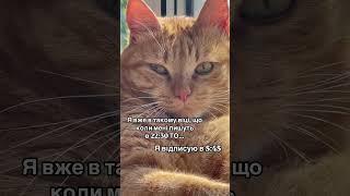 КІТ ЧІПС ТА ПОВІДОМЛЕННЯ.                 #cat #funny #приколы #catlover #memes #кот #cute #котик