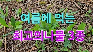 여름에 먹는 최고의나물 3종