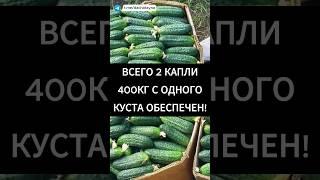Всего две капли и 400 килограм огурцов с одного куста обеспечен.
