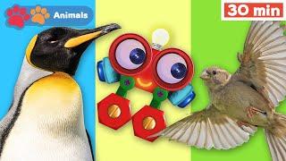 Toddlers Learn Animals w Robi the Robot | Bird | Penguin & More | Educational Early Learning Videos