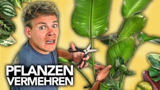 PFLANZEN VERMEHREN - Ableger richtig schneiden | Joey's Jungle Plants