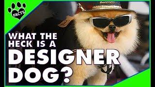 Are Designer Dogs Just Expensive Mutts? Dogs 101