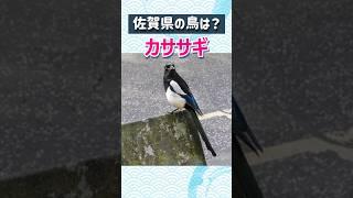 【都道府県クイズ】佐賀県のシンボルをまとめました【 #雑学／覚えると楽しい／ #47都道府県 】 #shorts #vtuber