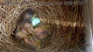 Bob's 3 Bluebird chicks 1 egg