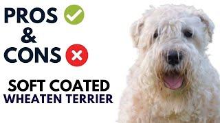 Soft Coated Wheaten Terrier Breed Pros and Cons | Wheaten Terrier Advantages and Disadvantages