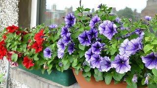 Balcony Tour (Summer Flowers 2018)