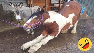 Horses Being Dramatic & Weird For 15 Minutes - Funniest and Cutest Horse Compilation 2023