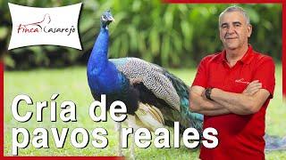 10 notes about peafowls 