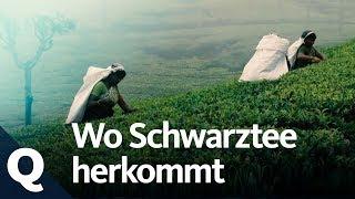 Schwarzer Tee: So wichtig ist das Anbaugebiet | Quarks