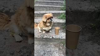 Мама Заставляет Попрошайничать Собачку #короткиевидео