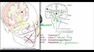 Cranial nerves completely explained (for Speech Pathology)