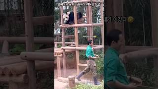 20240705 송바오가 잠자는 러바오 깨우는 방법 #판다월드 #러바오 #러부지 #송바오