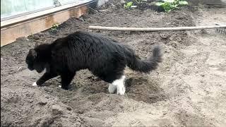 Pusya the Cat Diary. Planting in a greenhouse
