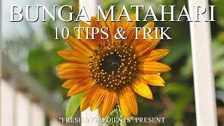 10 Tips & Trick Menanam Bunga Matahari anti Gagal! #bungamatahari