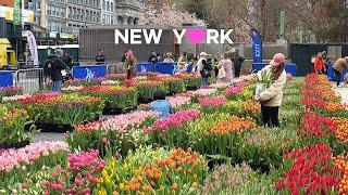 [4K]NYC Spring Walk: Tulip Day at Union Square Cherry Blossom in Roosevelt Island. Apr. 7 2024