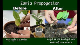 Zamia Palm | ZZ Plant Care | Zamia propogation