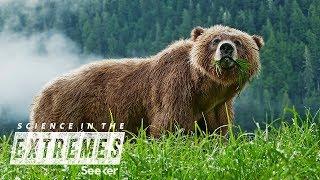 Capturing and Tracking Wild Grizzly Bears in Yellowstone