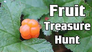 CLOUDBERRY : My Hunt For One Of The World's Most Elusive Fruits - Weird Fruit Explorer