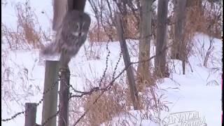 Funny Owl Fail | Best Of Animals