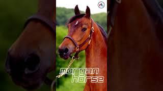 Top 10 facts of Morgan Horse | #Shorts