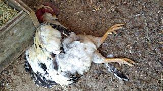 Morreu o galo mais querido da Granja