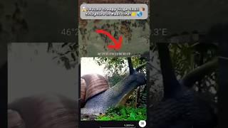 I Found Scary Giant Snail On Google earth and Google maps!#shorts#YouTube short#viral video
