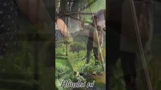 Hlimlai ni..,David Lrr YT Channel