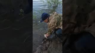 #Язь попался на мясо. #рыбак #рыбалка #Обь.