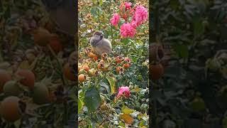 Spatz auf dem Alexanderplatz