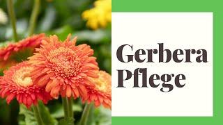 Gerbera Pflege - So machen Sie es richtig