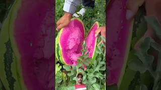 Tarbuj katne ke samay #shorts #shortvideo #youtubeshorts #viral #trending #farmer