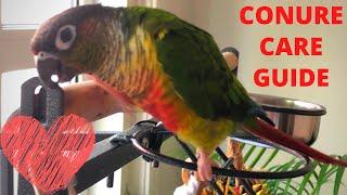 Green Cheek Conure Care Guide and Tips | Caring for my Green Cheek Conure Parrot