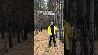 Мощнейший природный антибиотик - прополис!  #прополис #пчелы #фитотерапия #травы #иммунитет
