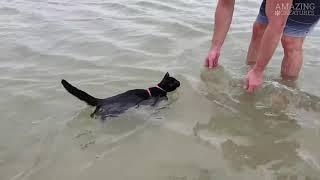 Два Черных Кота Любят Плавать Вместе