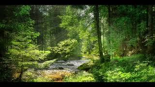 Forest Birdsong, Relaxing Nature Sounds, Birds Chirping, Soothing Forest Birds Singing, Forest Sound