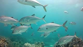 Sail Ningaloo - Liveaboard Diving Trip on a Luxury Catamaran