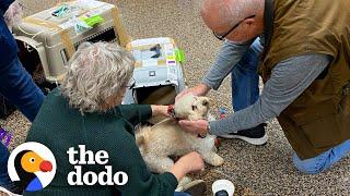 Matted Senior Dog Was Chained On The Roof For Two Years | The Dodo