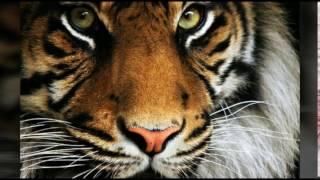 Beautiful Creatures: Tiger