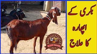 Bakri ke aphara ka ilaj / Goat eating over feed //Urdu and Hindi // بکری کے اپھارہ کا علاج