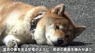 【視聴注意箇所あり】人食いムカデ騒動勃発　映像は、庭で過ごす柴犬隊あれこれ　字幕はムカデに食われた私の記録